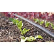 Plan a Year's Harvest with Ingrid Foley  - Sunday 1st October 2023